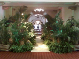 Trees & Tropics