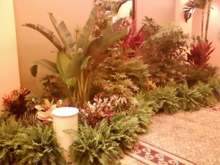 Trees & Tropics