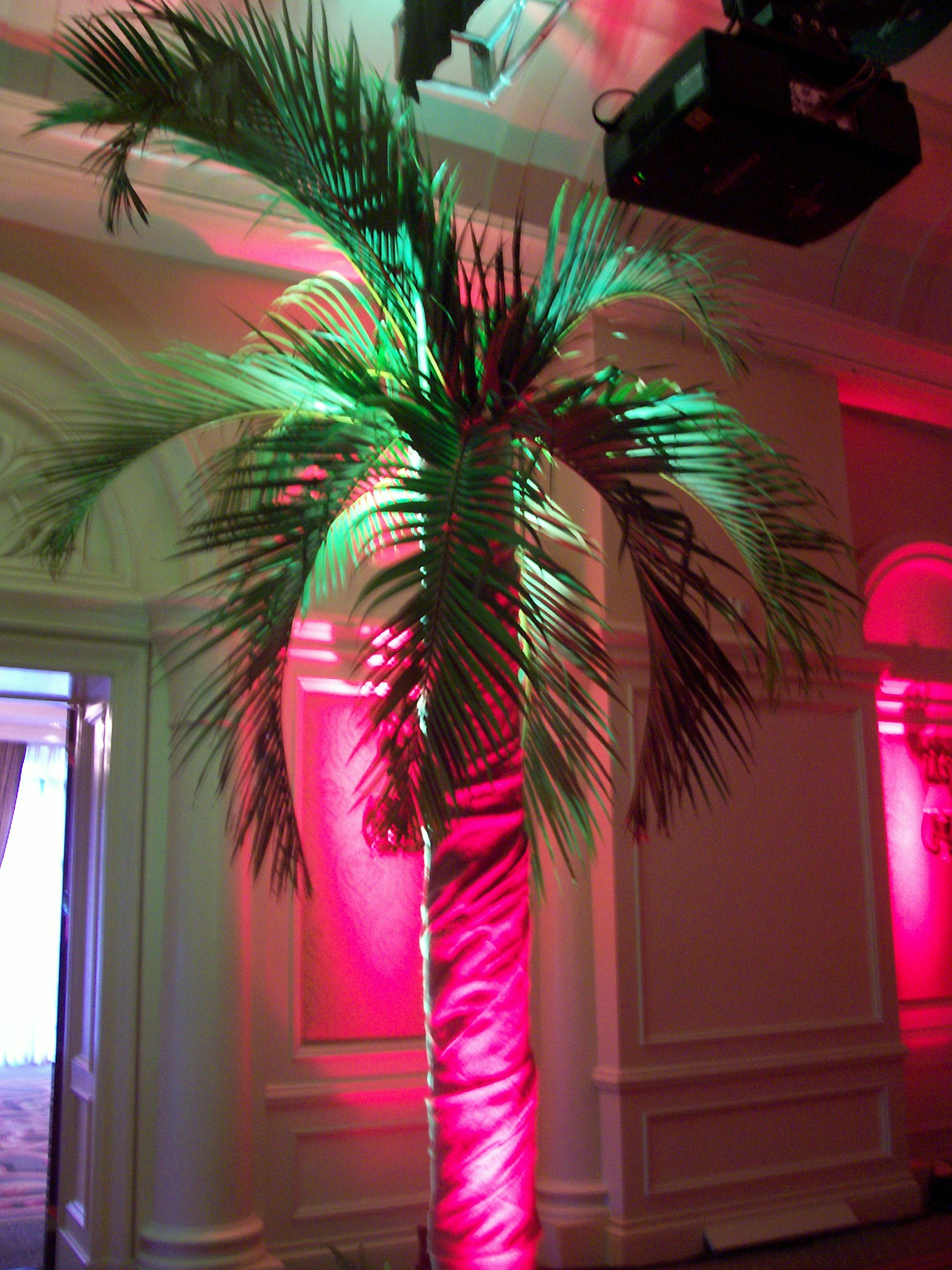Trees & Tropics