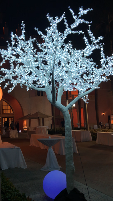 Enchanted Forest photo 2